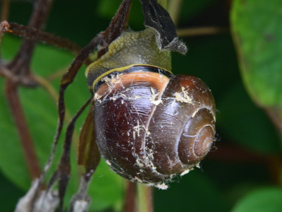 Cepaea nemoralis forma B00000