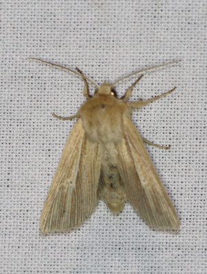 IMG_1431-2 Stompvleugelgrasuil (Mythimna inpura).jpg