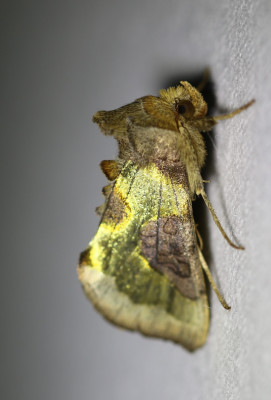 IMG_7066-2 Koperuil (Diachrysia chrysitis).jpg