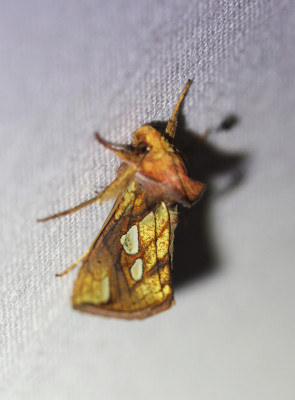 IMG_8160-2 Goudvenstertje (Plusia festucae of Moerasgoudvenstertje (Plusia putnami).jpg