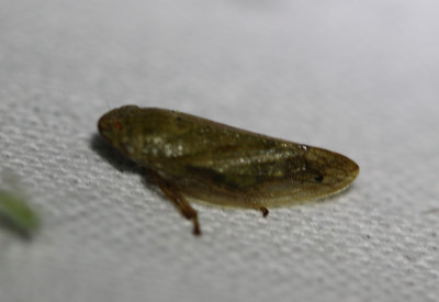 IMG_273-21 Aphrophora salicina.jpg