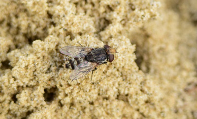 sized_Miltogramma germari.JPG