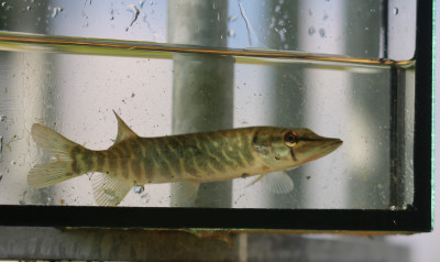 IMG_0312-2 Snoek (Esox lucius).jpg