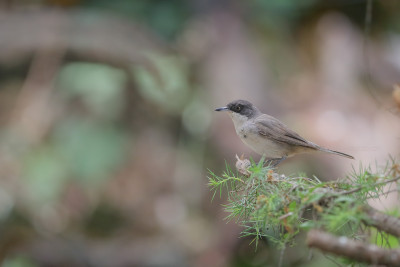 Zangvogel onbekende; Songbird Unknown_marcelloromeo_AM4I8815.jpg