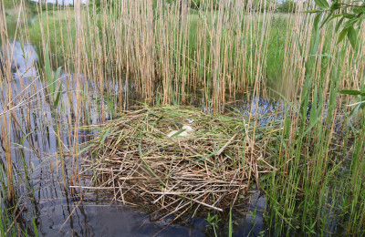 IMG_7874-2 Knobbelzwaan nest.jpg