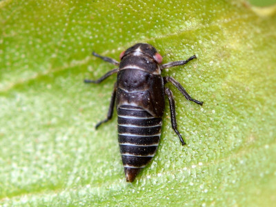 Oncopsis spec.