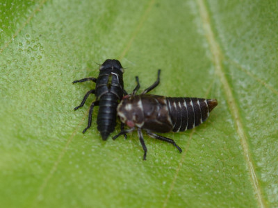 Oncopsis spec.