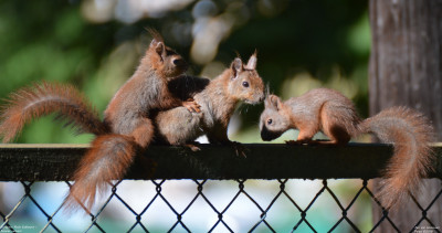 Europese Rode Eekhoorn - Sciurus vulgaris - Bialowieza - Polen