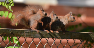 Europese Rode Eekhoorn - Sciurus vulgaris - Bialowieza - Polen