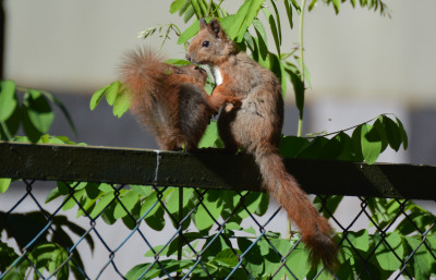 Europese Rode Eekhoorn - Sciurus vulgaris - Bialowiea - Polen