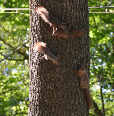 Europese Rode Eekhoorn - Sciurus vulgaris - Bialowieza - Polen