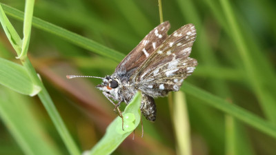 Aardbeivlinder ♀