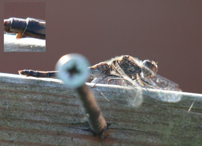 180876052_2 Bruinrode heidelibel vrouw.jpg