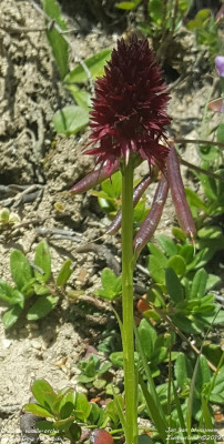 Zwarte vanille-orchis - Gymnadenia rhellicani - Wallis -Zwitserland