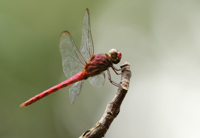 Orthemis discolor.JPG