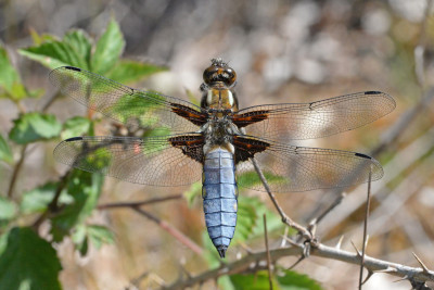 Platbuik ♂