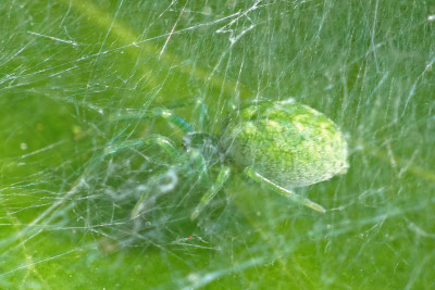 Groen kaardertje