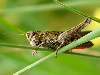 Zwart wekkertje ♀