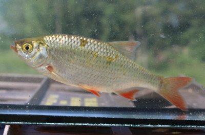 IMG_7812-2 Rietvoorn (Scardinius erythrophthalmus).jpg