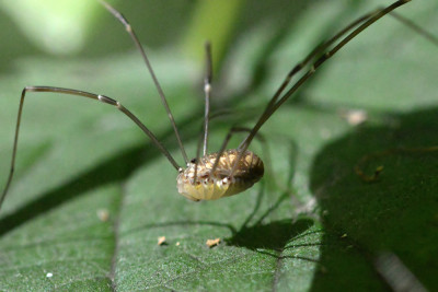 Leiobunum rotundum