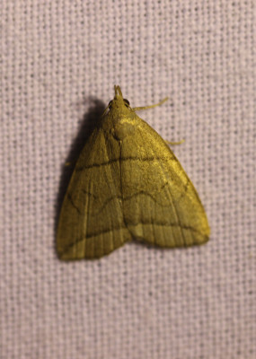 IMG_7828-2 Boogsnuituil (Herminia grisealis).jpg
