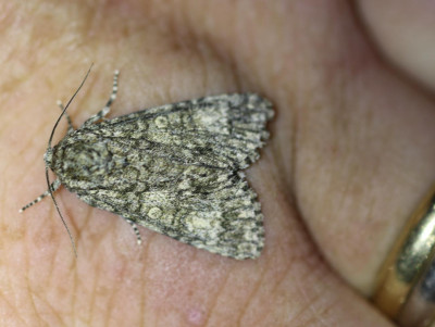 IMG_8067-2 Schilddrager (Subacronicta megacephala).jpg
