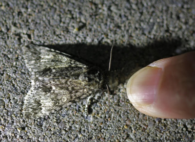 IMG_7940-2 Schilddrager (Subacronicta megacephala).jpg