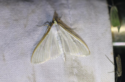 IMG_8166-2 Satijnlichtmot (Palpita vitrealis).jpg