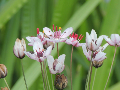 Zwanenbloem