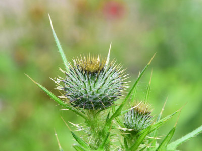 Speerdistel