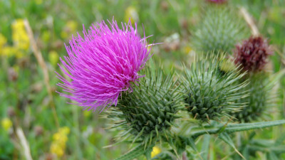 Speerdistel