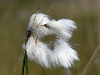 Veenpluis