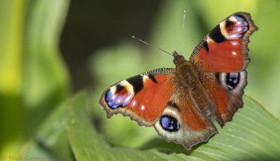 Dagpauwoog                       Heerlerbaan     juli 2020