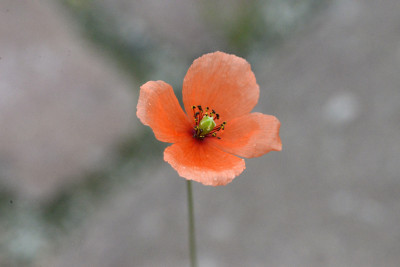 Bleke klaproos