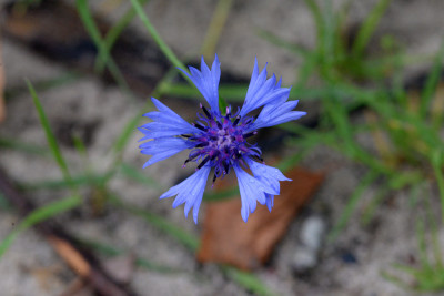 Korenbloem