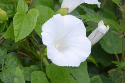 Haagwinde