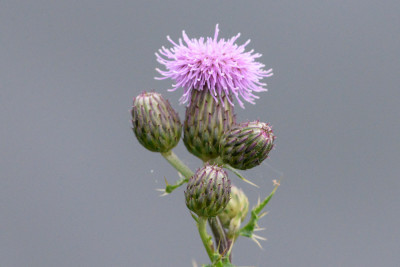 Akkerdistel