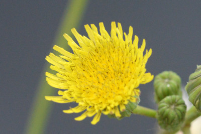 Gekroesde melkdistel