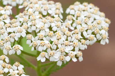Duizendblad