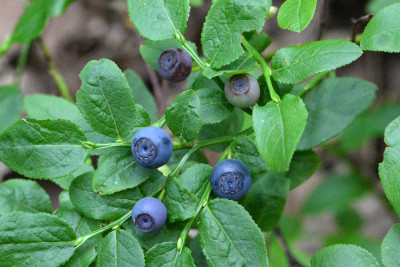 Blauwe bosbes