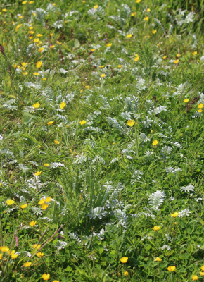 IMG_8814-2b Zilverschoon.jpg