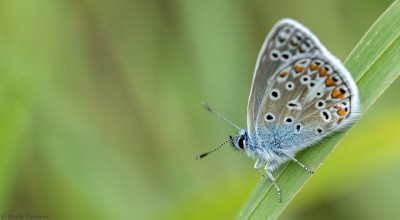 Icarus blauwtje      Heerlerbaan    augustus 2020