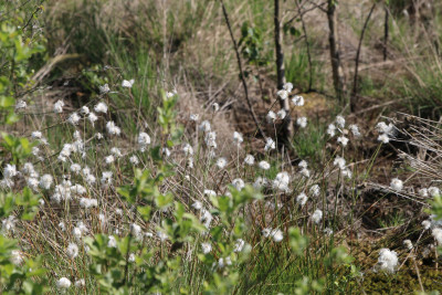 Canon EOS 70D 5472x3648_184692 Veenpluis.jpg