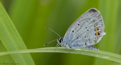 Staartblauwtje      Heerlerbaan       augustus 2020