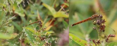 Lunenburg 2017-08 0559-2b Kempense heidelibel (Sympetrum depressiusculum).jpg