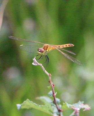 Lunenburg 2017-08 0598b Kempense heidelibel (Sympetrum depressiusculum).jpg