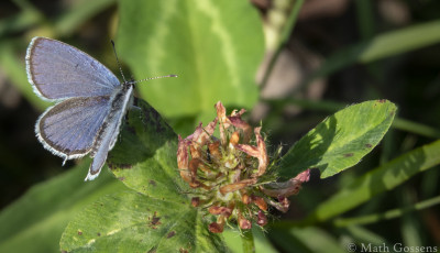 Staartblauwtje            Heerlerbaan     september 2020