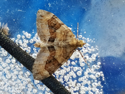 naaldboomspanner Thera obeliscata.jpg