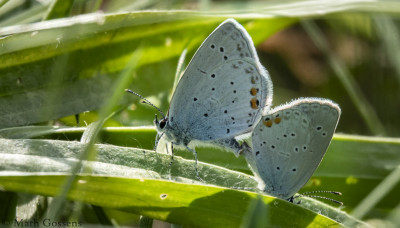 Staartblauwtje     Heerlerbaan     september 2020