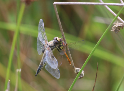 IMG_2422-2 Viervlek eet  Heidelibel.jpg